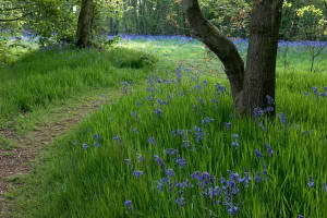 bluebellpath.jpg