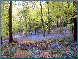 bluebellsforestofdean.jpg