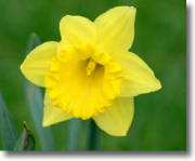 daffodil.jpg