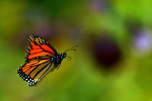 monarch-in-the-breeze.jpg