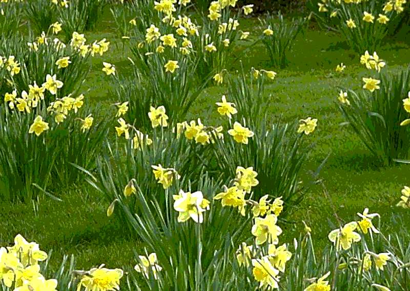daffodils3.gif