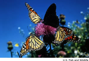 monarchs.jpg