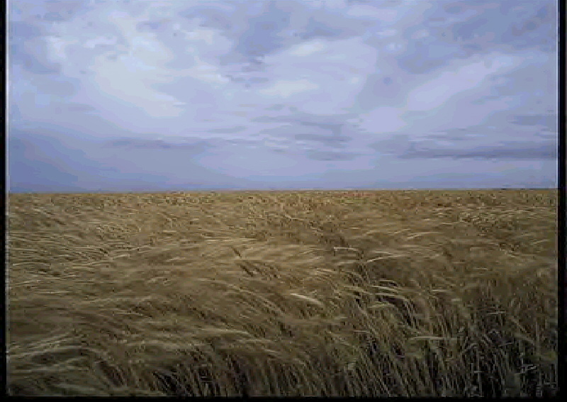 windsweptfieldofwheat.jpg
